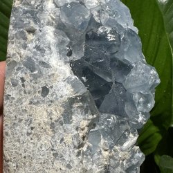 Celestit druzy t�rn