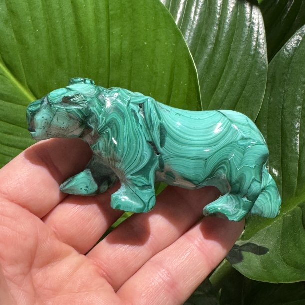 Malakit tiger