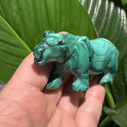 Malakit tiger