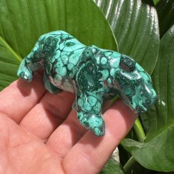 Malakit tiger