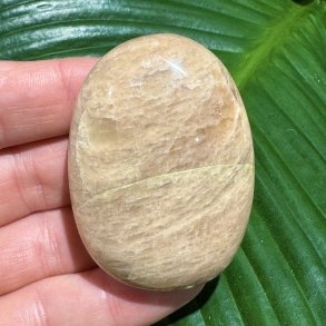 fersken m�nesten jumbo