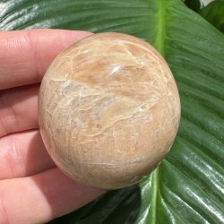 Fersken m�nesten jumbo