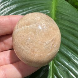 Fersken m�nesten jumbo