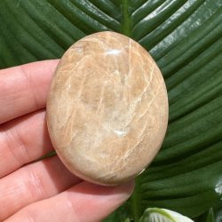 Fersken m�nesten jumbo