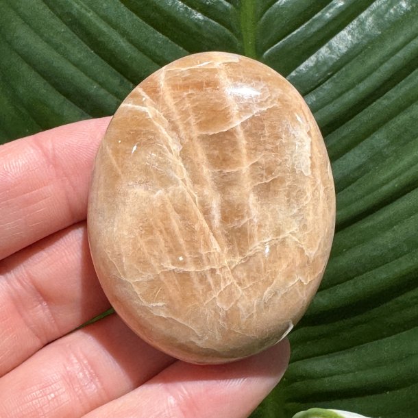 Fersken m�nesten jumbo