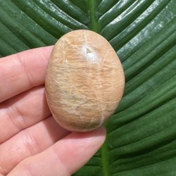 Fersken m�nesten jumbo