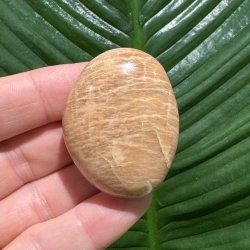 Fersken m�nesten jumbo