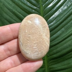 Fersken m�nesten jumbo