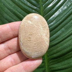 Fersken m�nesten jumbo