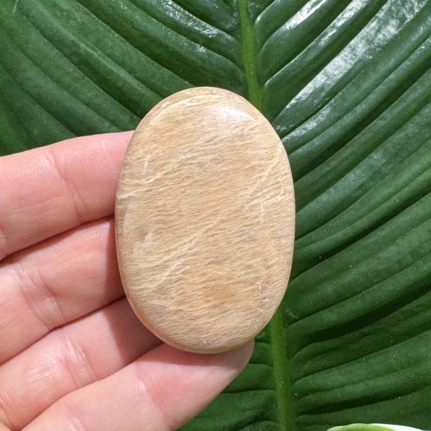 Fersken m�nesten jumbo