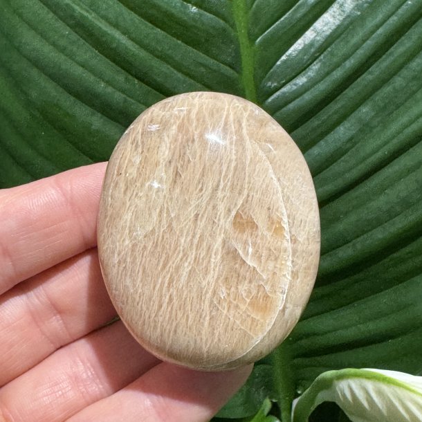 Fersken m�nesten jumbo