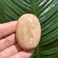 Fersken m�nesten jumbo