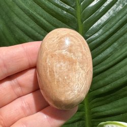 Fersken m�nesten jumbo