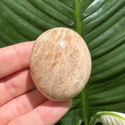 Fersken m�nesten jumbo