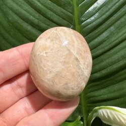 Fersken m�nesten jumbo