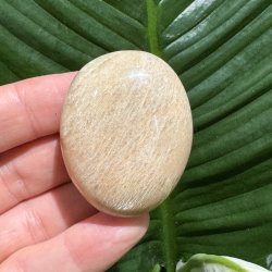 Fersken m�nesten jumbo