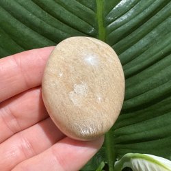 Fersken m�nesten jumbo