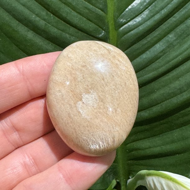 Fersken m�nesten jumbo