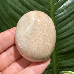 Fersken m�nesten jumbo