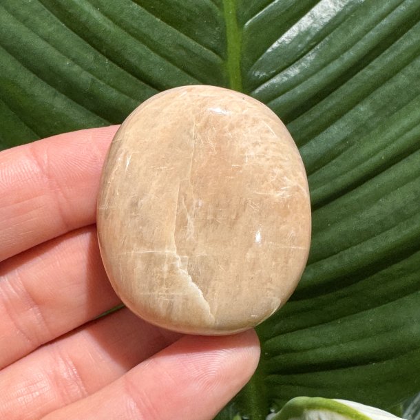 Fersken m�nesten jumbo