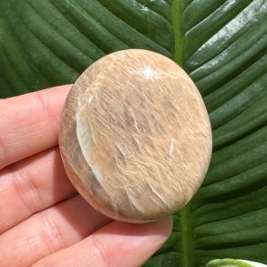 Fersken m�nesten jumbo