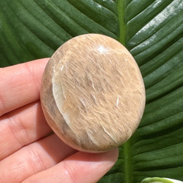 Fersken m�nesten jumbo