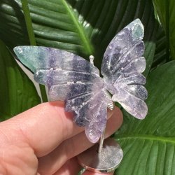 Fluorit sommerfugl st�ende p� fod