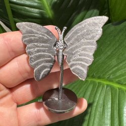 S�lv obsidian sommerfugl st�ende p� fod