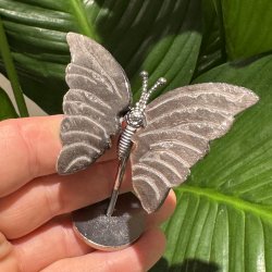 S�lv obsidian sommerfugl st�ende p� fod