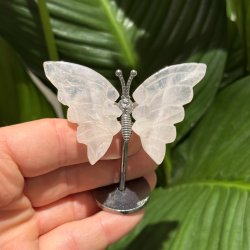 Rosenkvarts sommerfugl st�ende p� fod