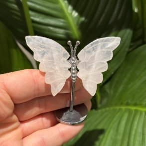 Rosenkvarts sommerfugl st�ende p� fod