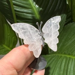 Rosenkvarts sommerfugl st�ende p� fod