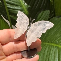 Rosenkvarts sommerfugl st�ende p� fod