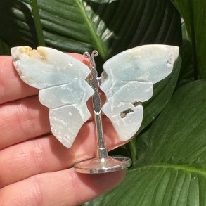 Amazonit sommerfugl st�ende p� fod