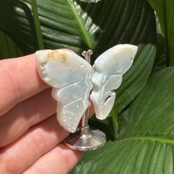 Amazonit sommerfugl st�ende p� fod