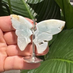 Amazonit sommerfugl st�ende p� fod