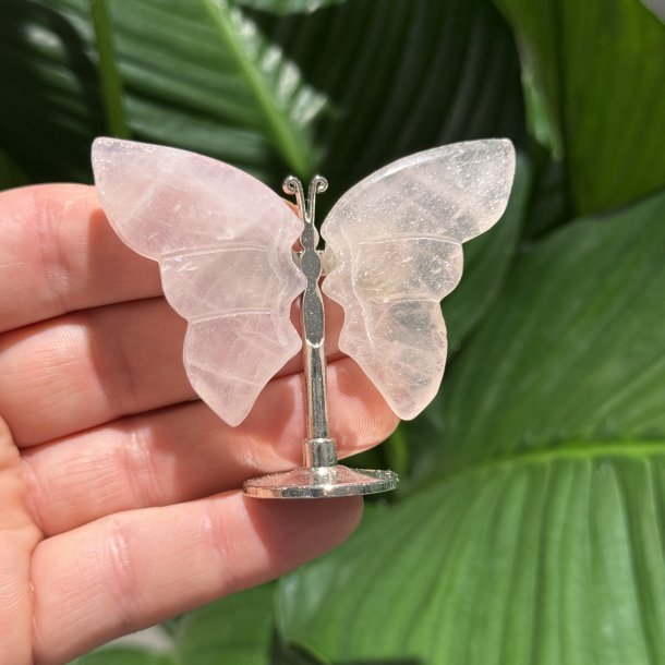 Rosenkvarts sommerfugl st�ende p� fod