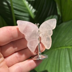 Rosenkvarts sommerfugl st�ende p� fod