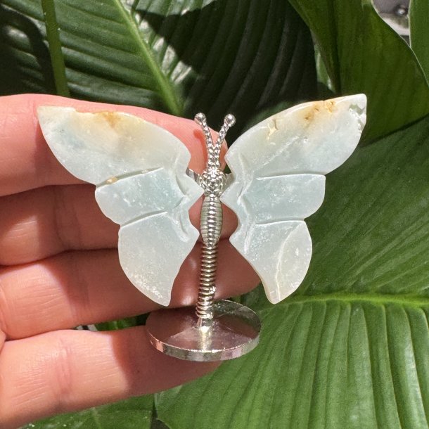 Amazonit sommerfugl st�ende p� fod