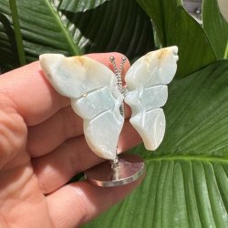 Amazonit sommerfugl st�ende p� fod