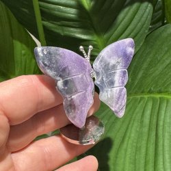 Fluorit sommerfugl st�ende p� fod