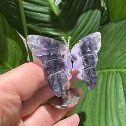 Fluorit sommerfugl st�ende p� fod