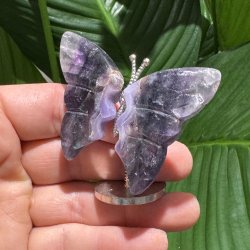 Fluorit sommerfugl st�ende p� fod