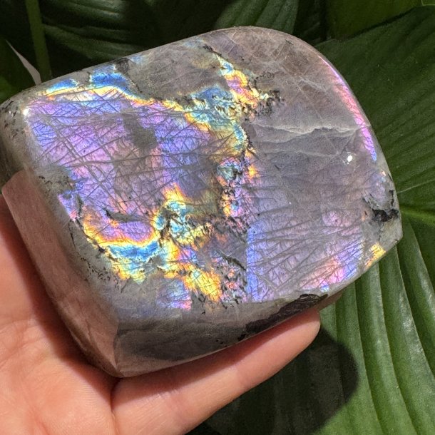 Lilla labradorit freeform