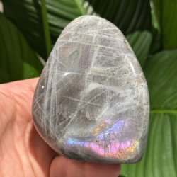 Lilla labradorit freeform