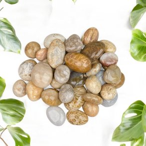 Koral forstenet petoskey lommesten