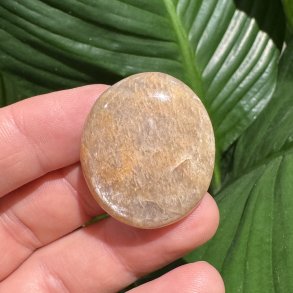 Fersken m�nesten jumbo