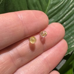 Guld rutil �restikker 4,5mm