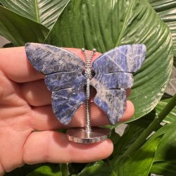 Sodalit sommerfugl st�ende p� fod