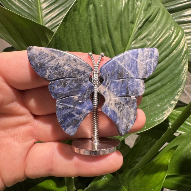 Sodalit sommerfugl st�ende p� fod